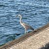 bayouheron